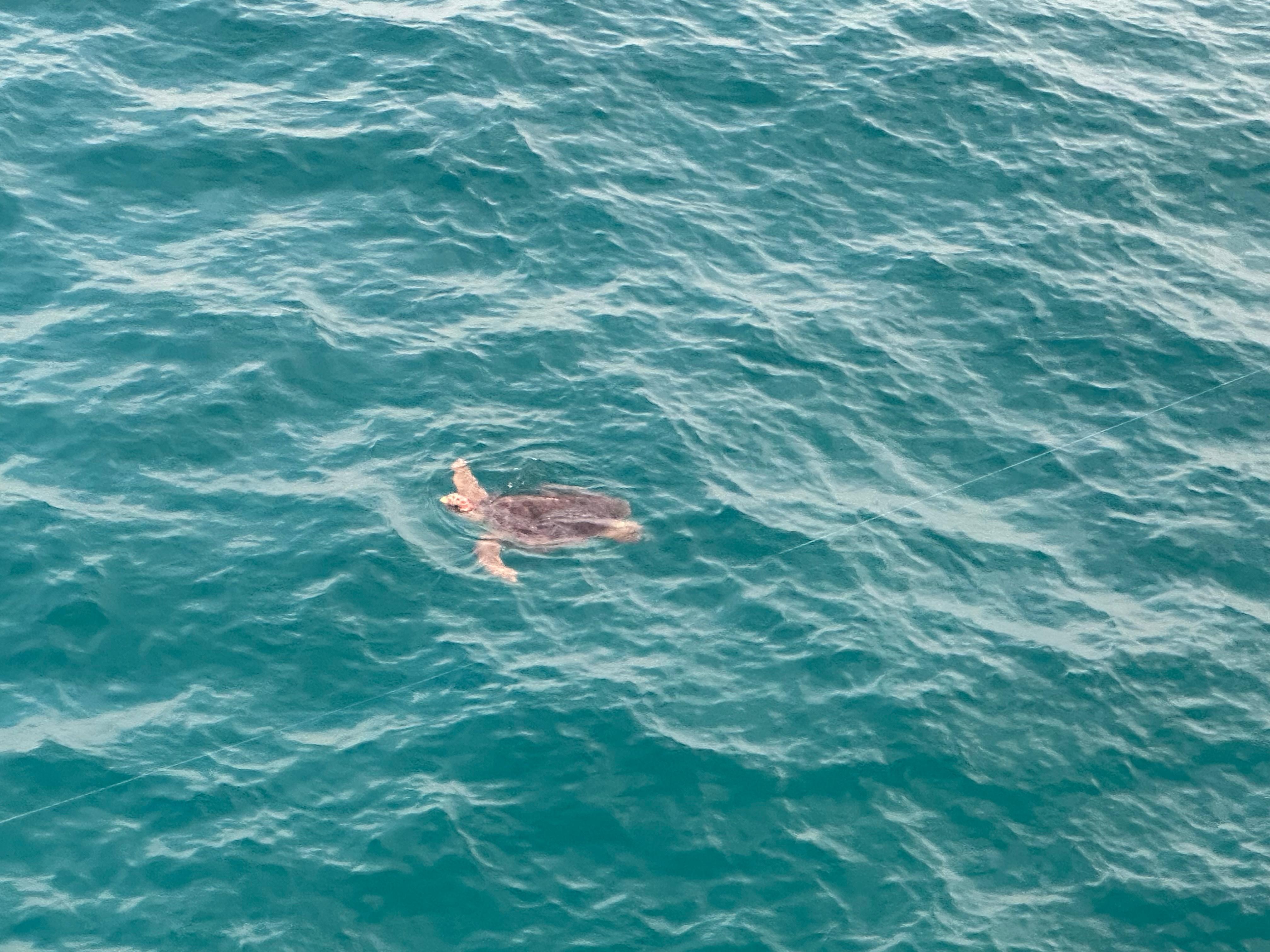 A sea turtle from the pier. 