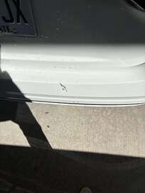 Some of my pest guest! The roaches were to fast!