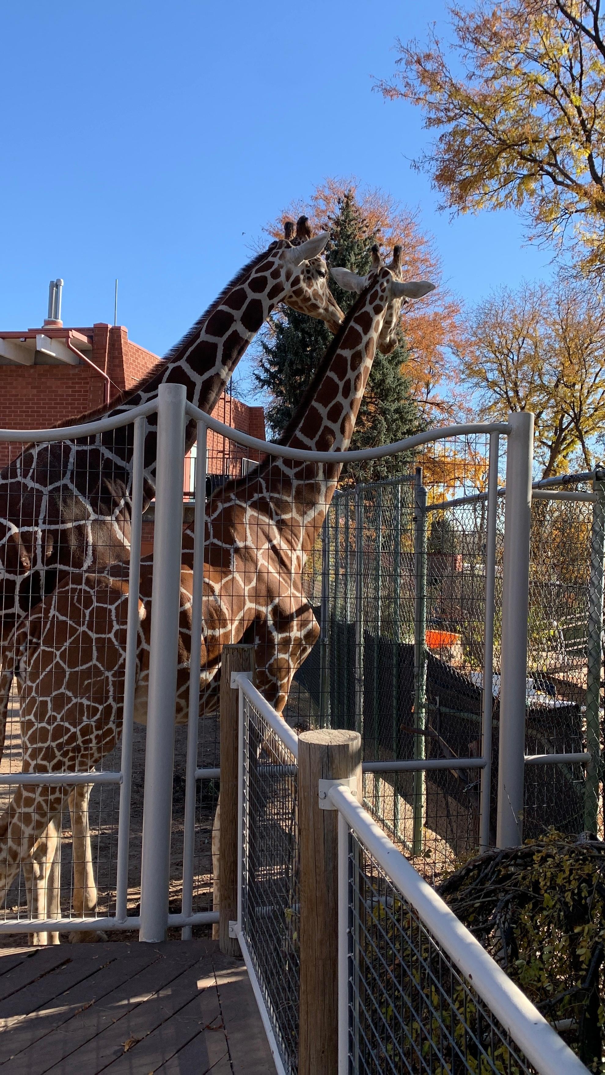 The Denver Zoo was amazing! 