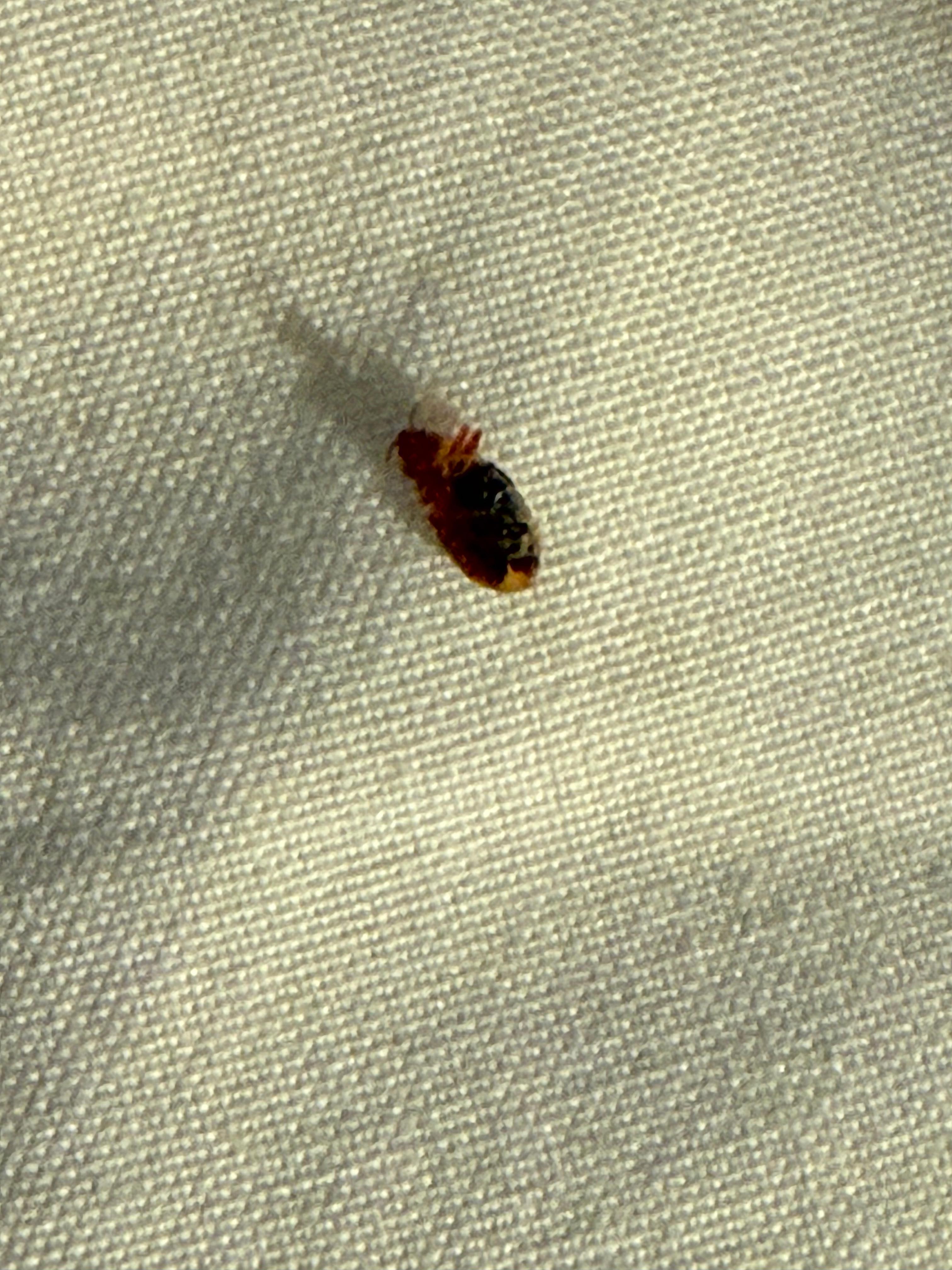 Bedbug and front desk confirmed.