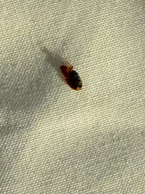 Bedbug and front desk confirmed.