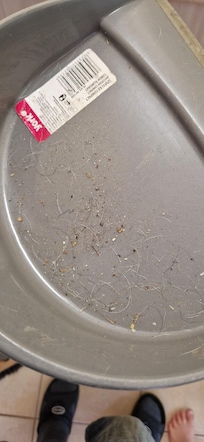 Immer wieder Hundehaare