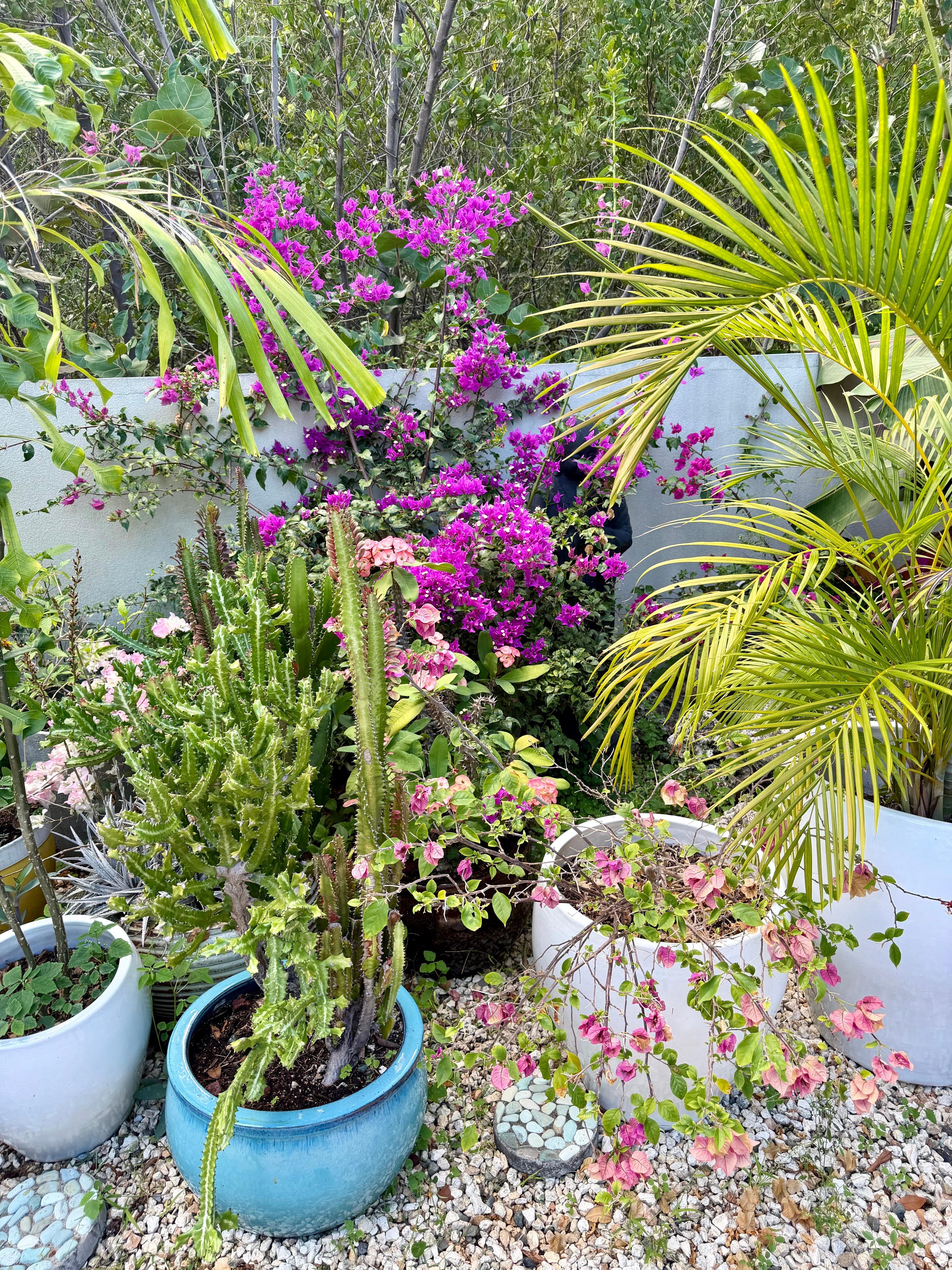 So many gorgeous plants and flowers on property