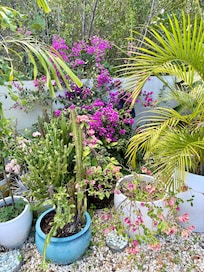 So many gorgeous plants and flowers on property