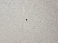 Roaches on the wall in the Bathroom