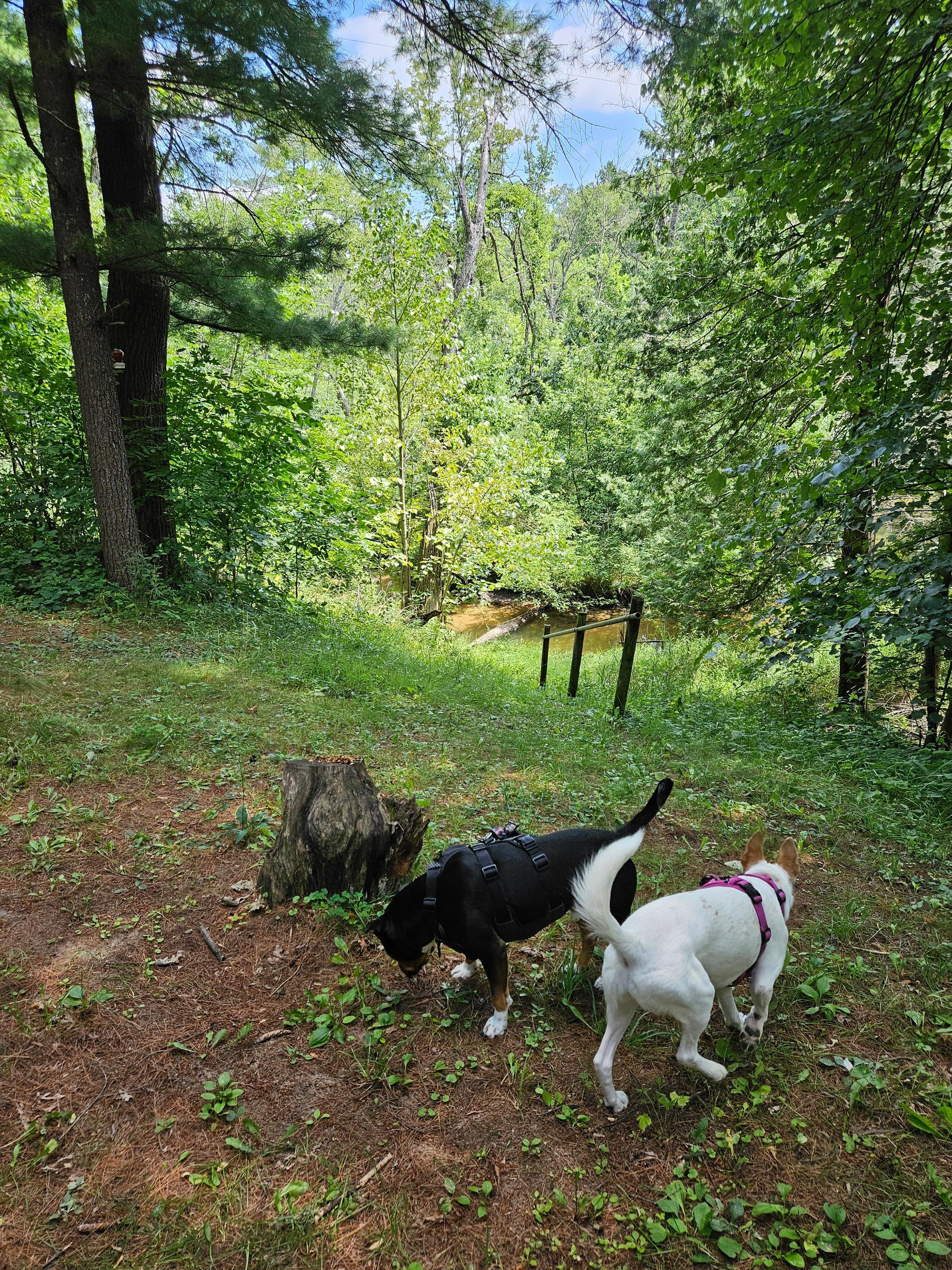 Our dogs loved exploring.