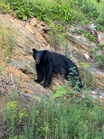 Bear in our neighborhood