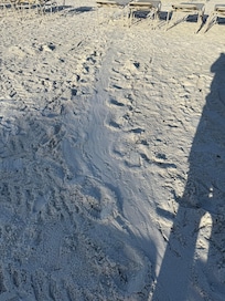 Sea turtle track