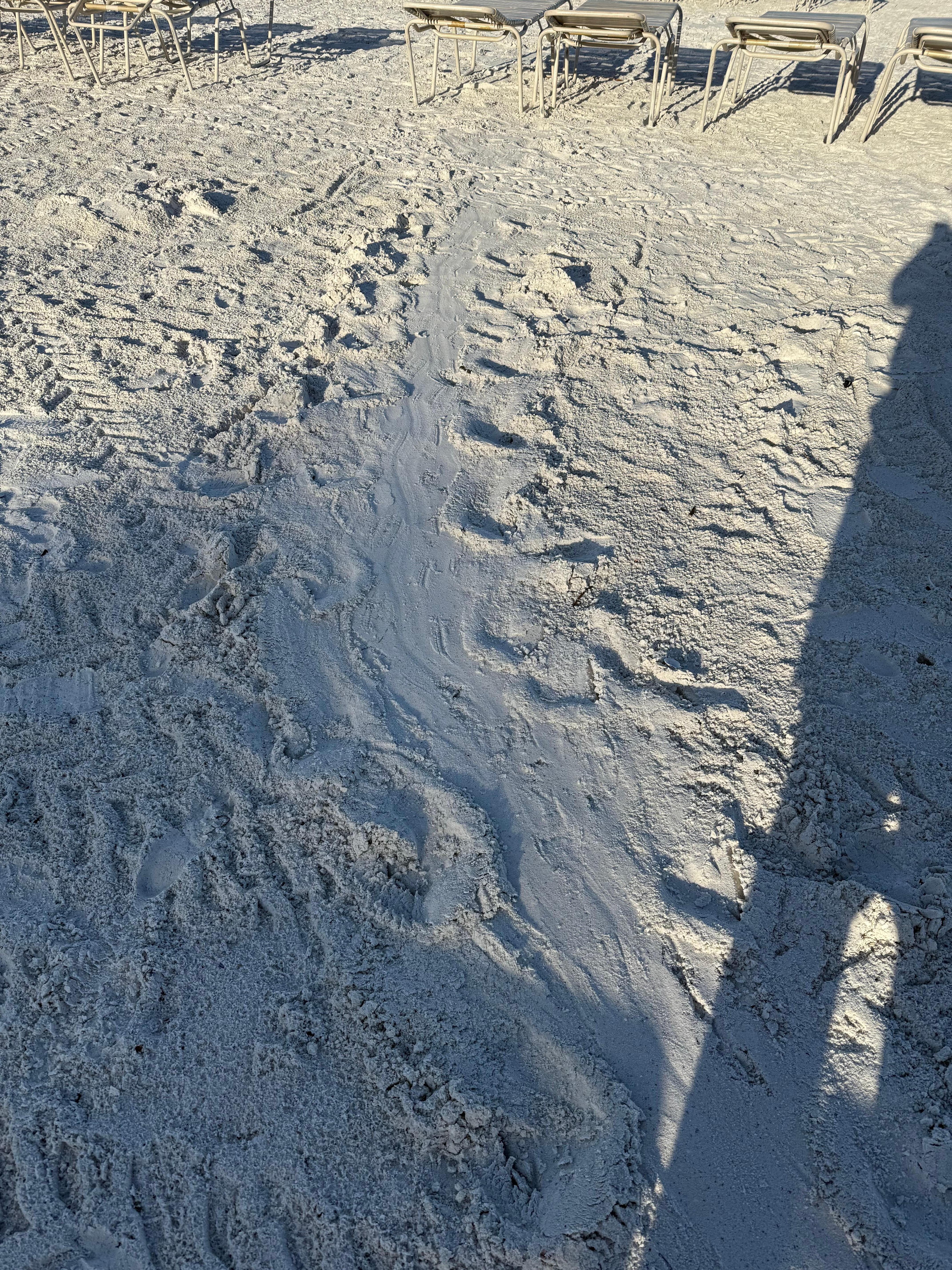 Sea turtle track
