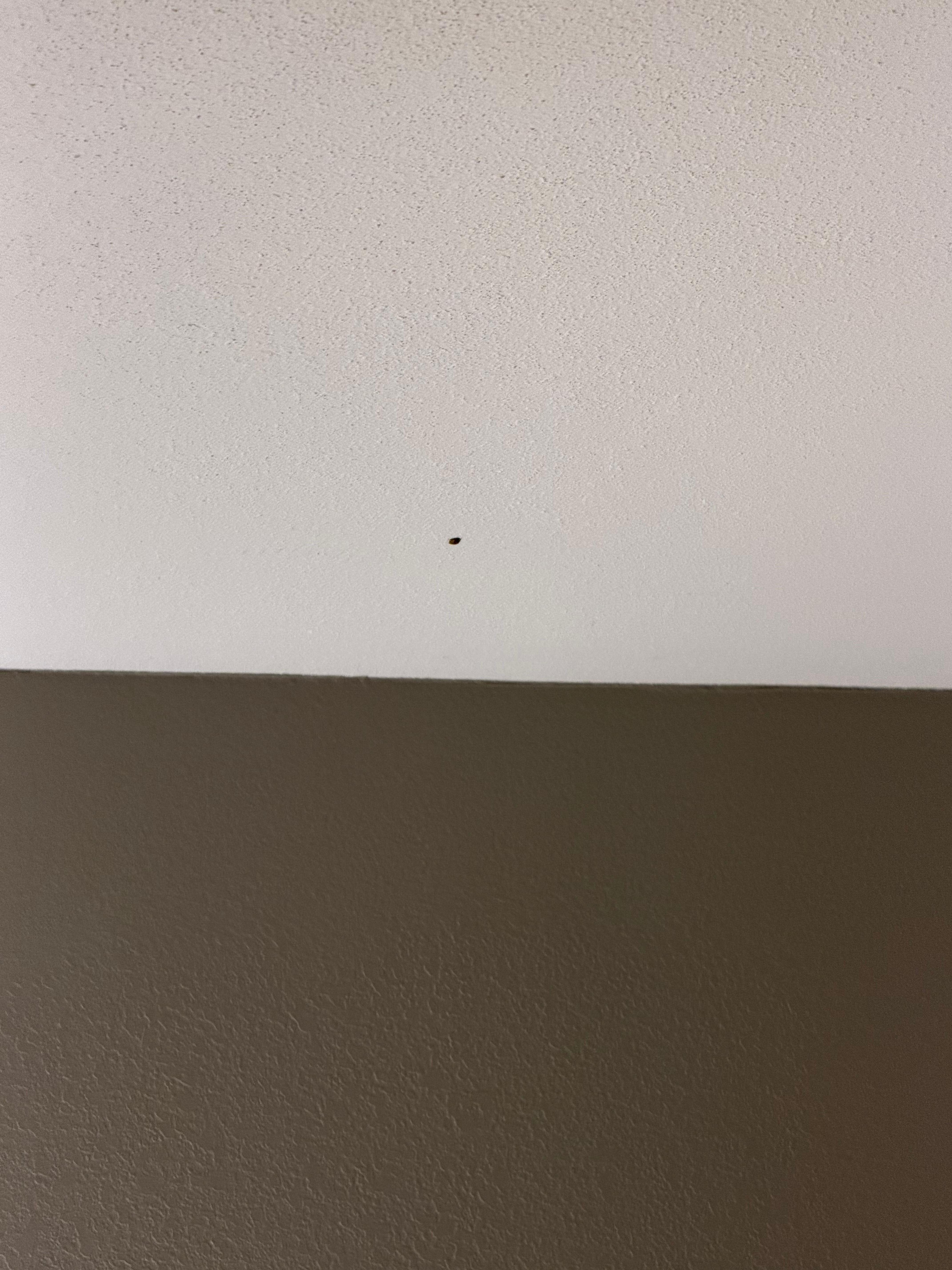 Lady bug on ceiling