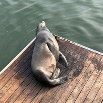Seal at the dock at the Tides Restaurant