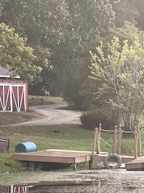 Deer nearby