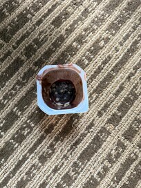 Moldy pudding cup