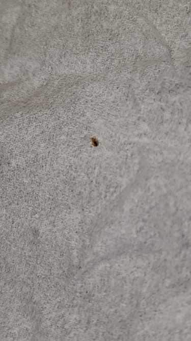 Beware the bed bugs!