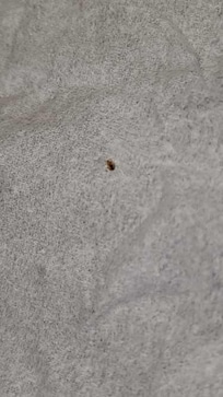 Beware the bed bugs!