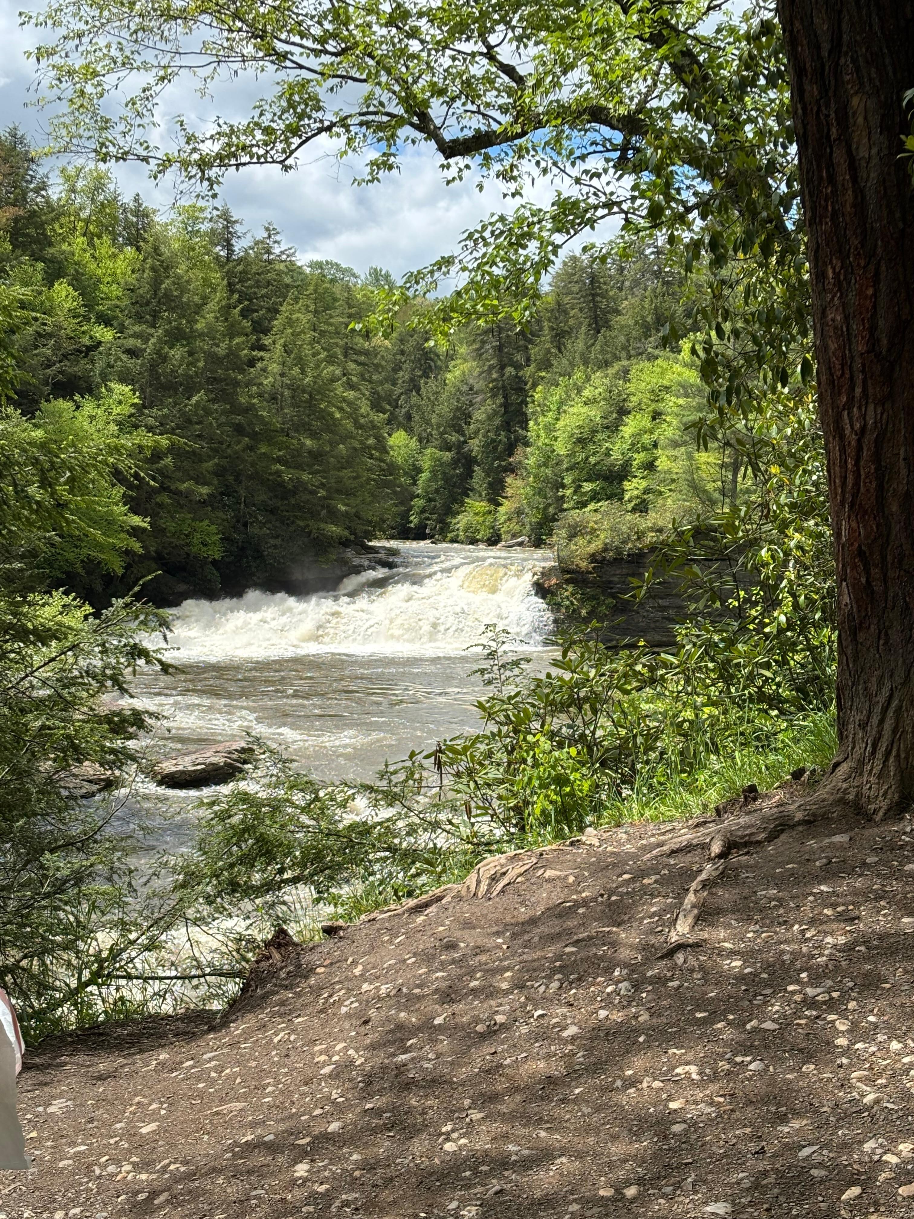 Swallow falls park
