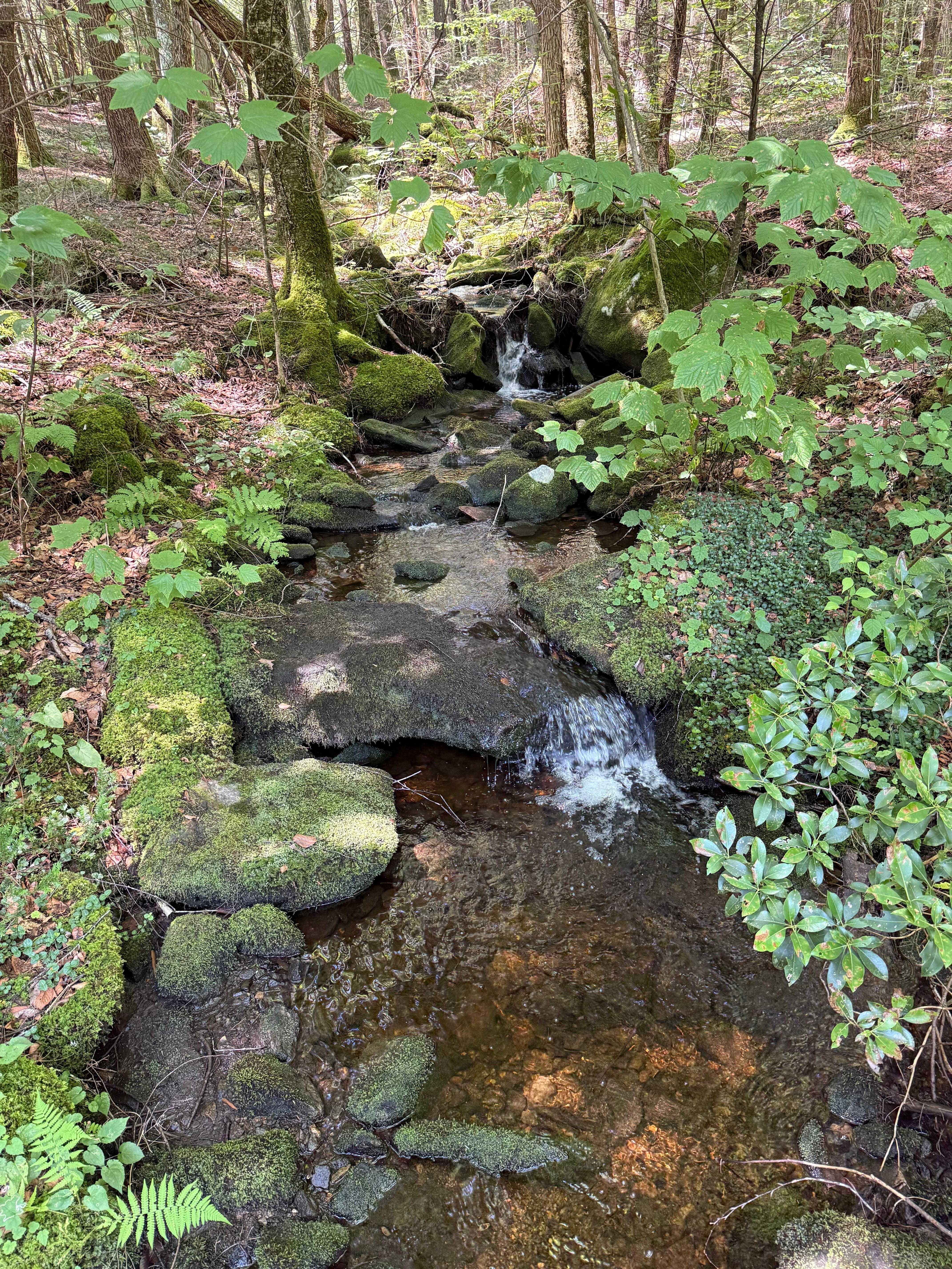 Gorgeous Hammertown Trail in Clam River Preserve