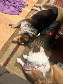 Dogs lounging around the house.