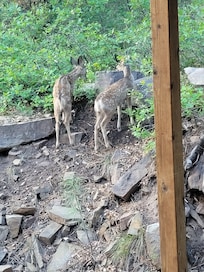 Out back window