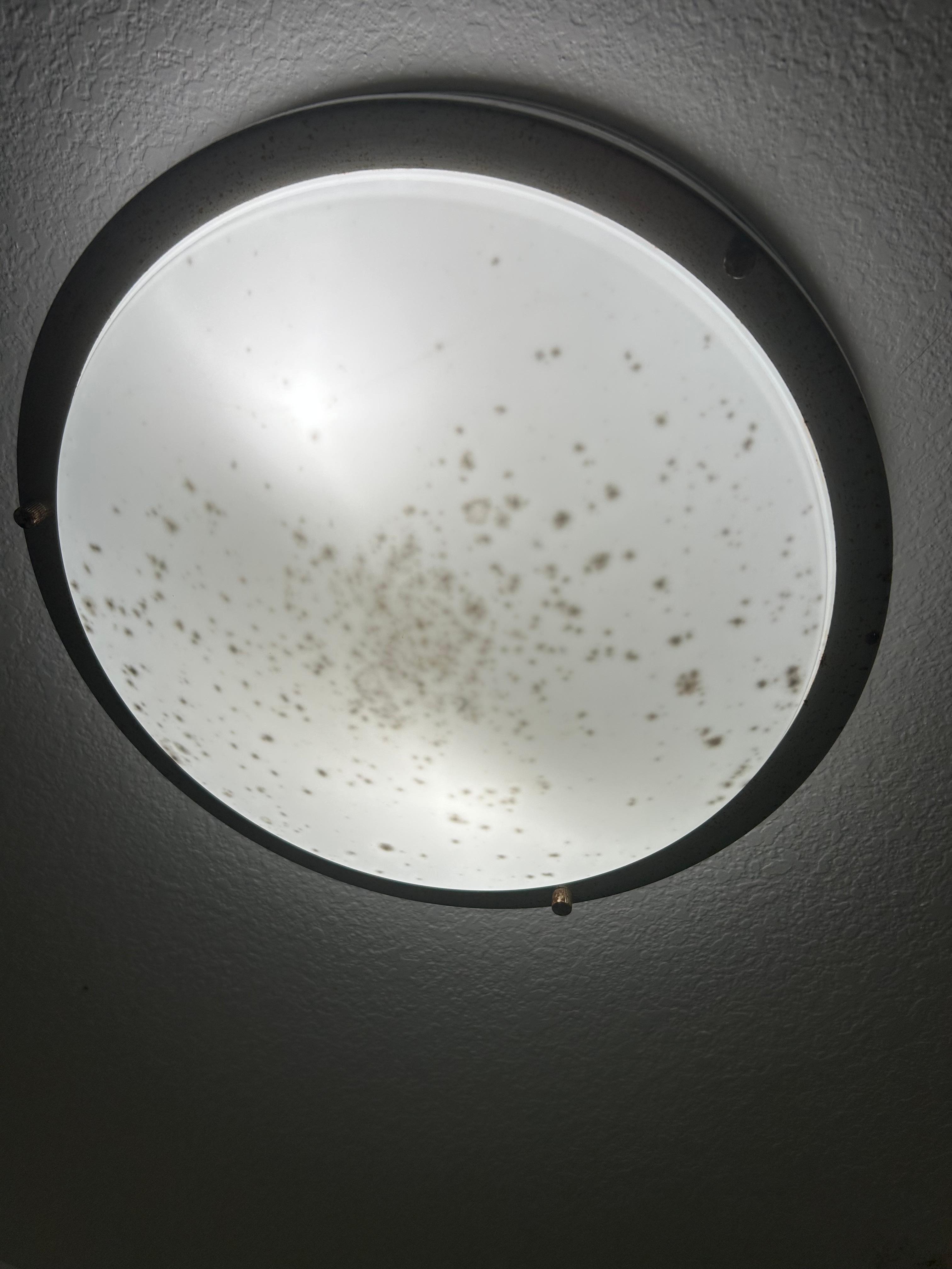Black mold. Very unhealthy and hazardous.