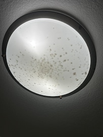 Black mold. Very unhealthy and hazardous.