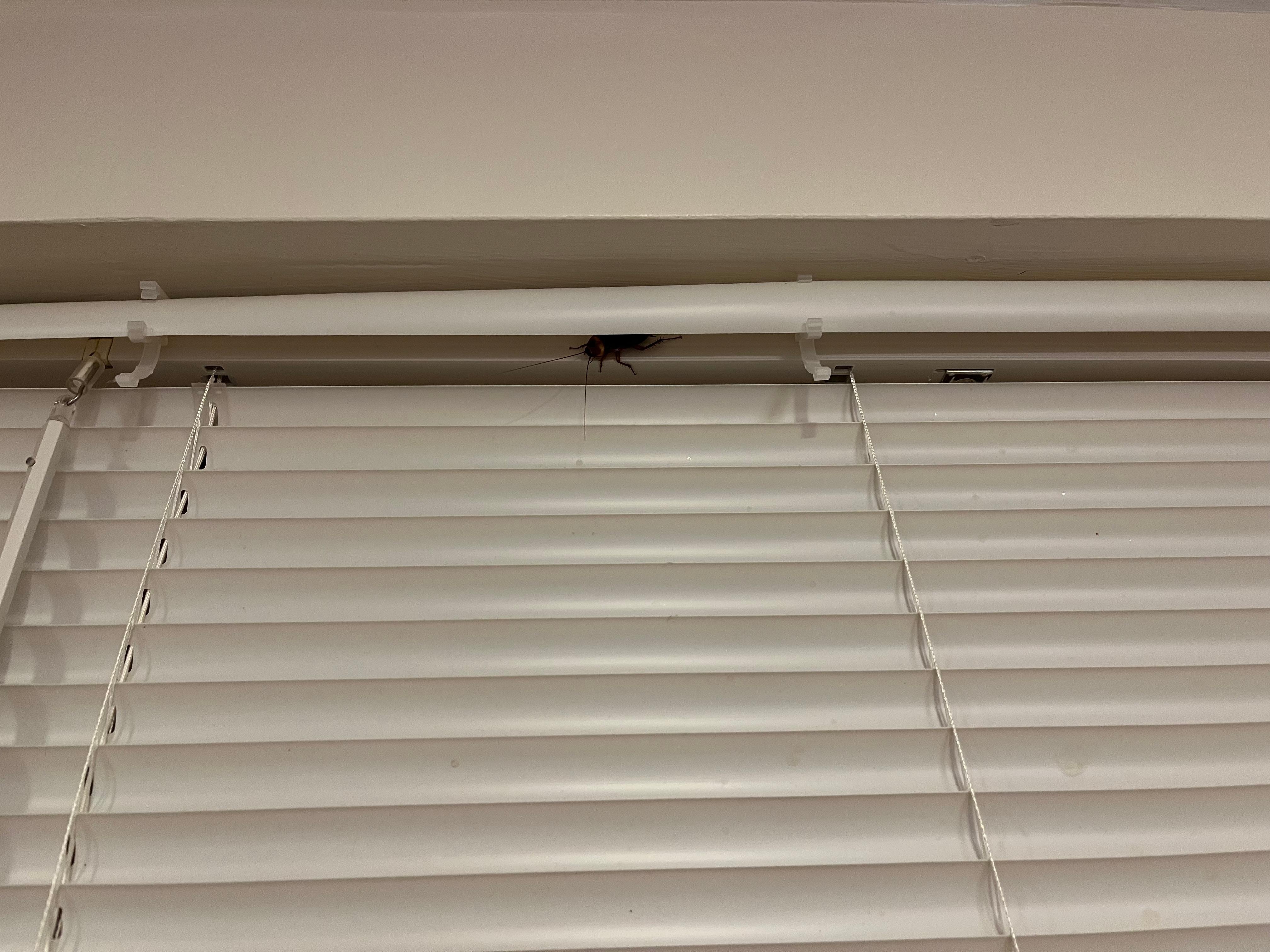 Roach in blinds