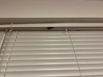 Roach in blinds