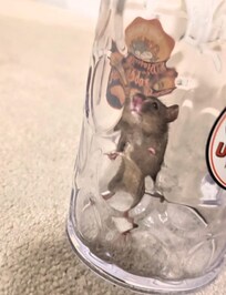 after catching the mouse