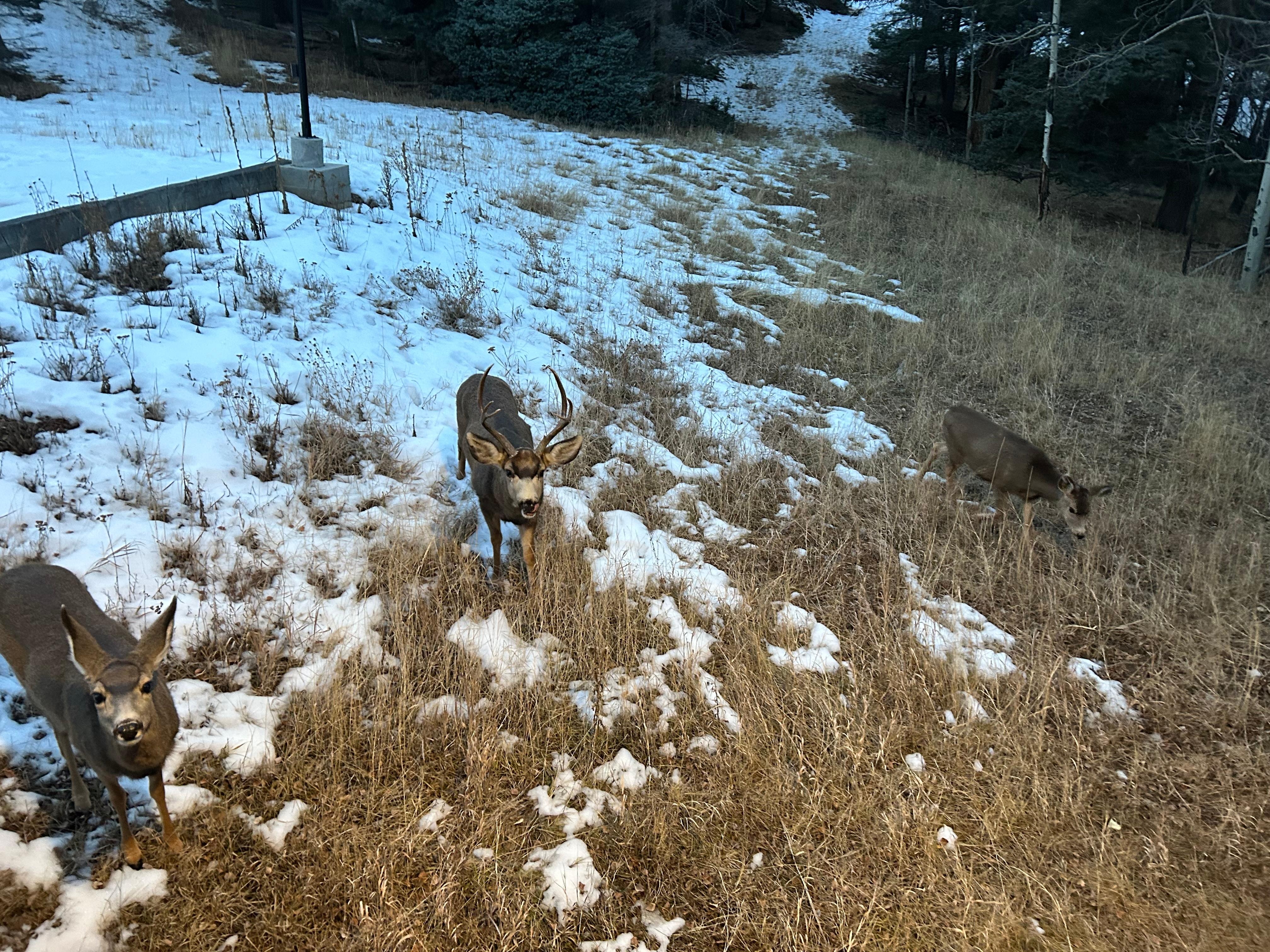 A buck and 3 does came right up to us at the porch!