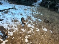 A buck and 3 does came right up to us at the porch!
