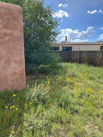 Overgrown yard with very tall weeds