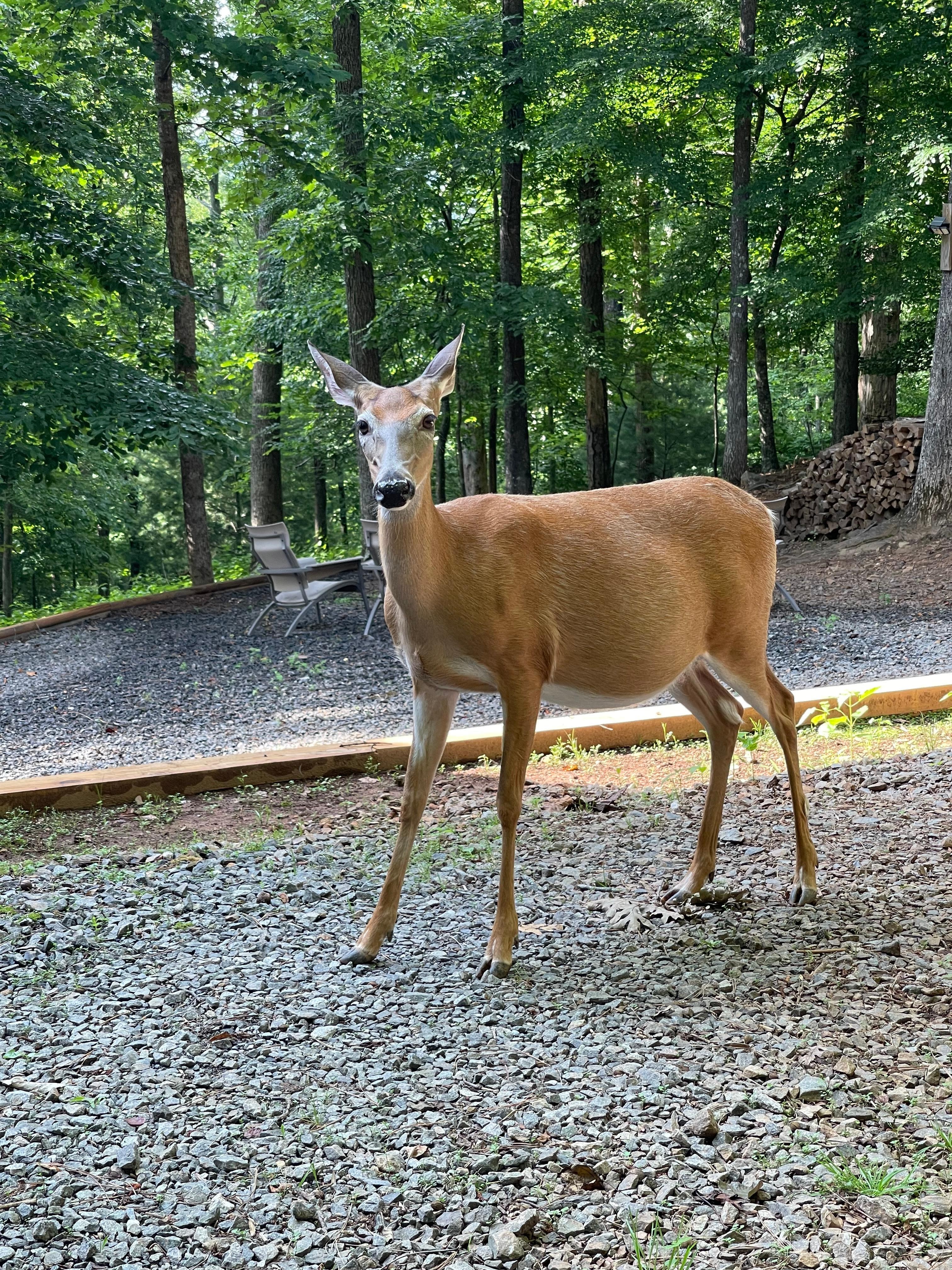 My new best friend that I hand fed 