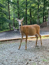 My new best friend that I hand fed