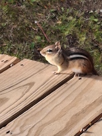 Friendly chipmunk!