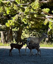 Abundant wildlife