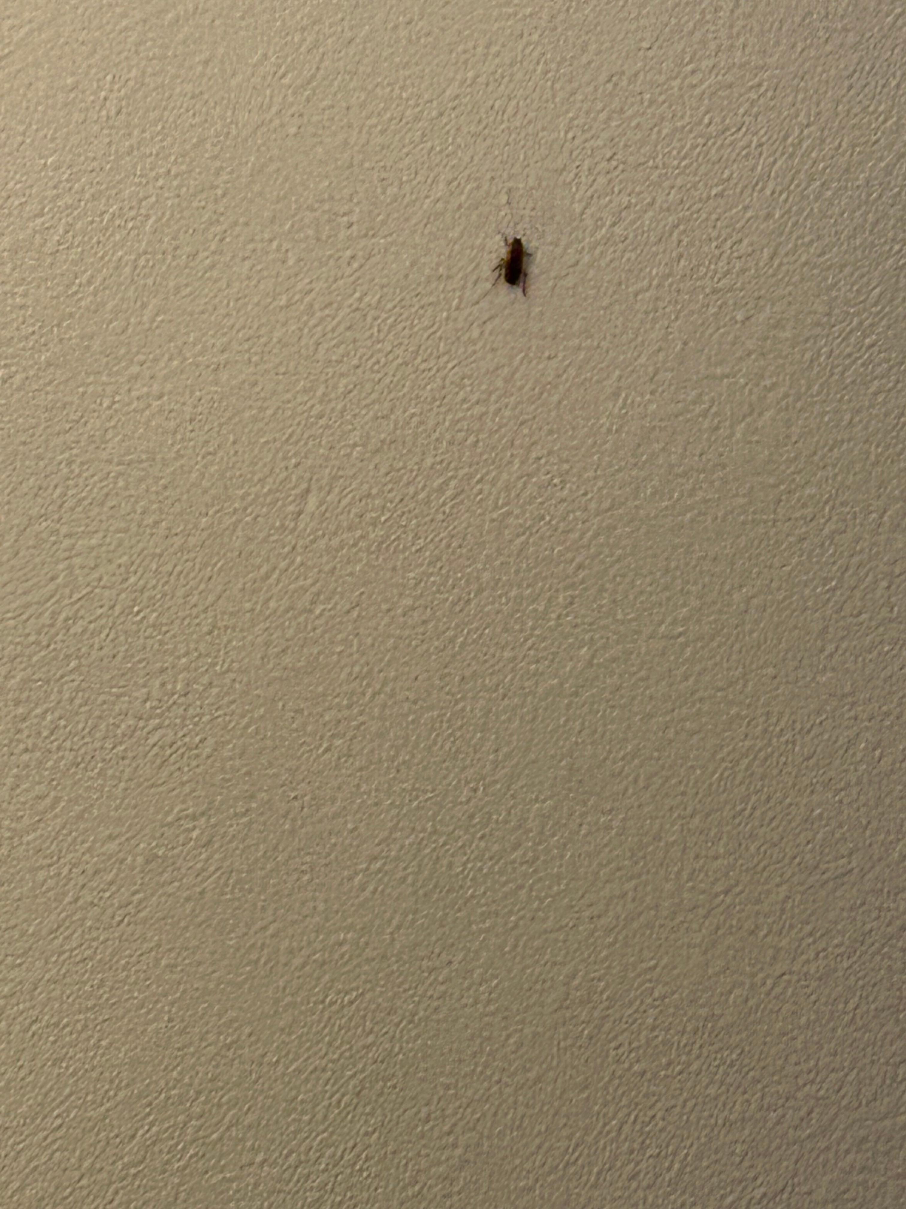 The roach on the wall