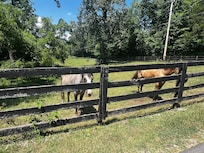 Greeted by the horses!