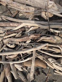 Lots of driftwood