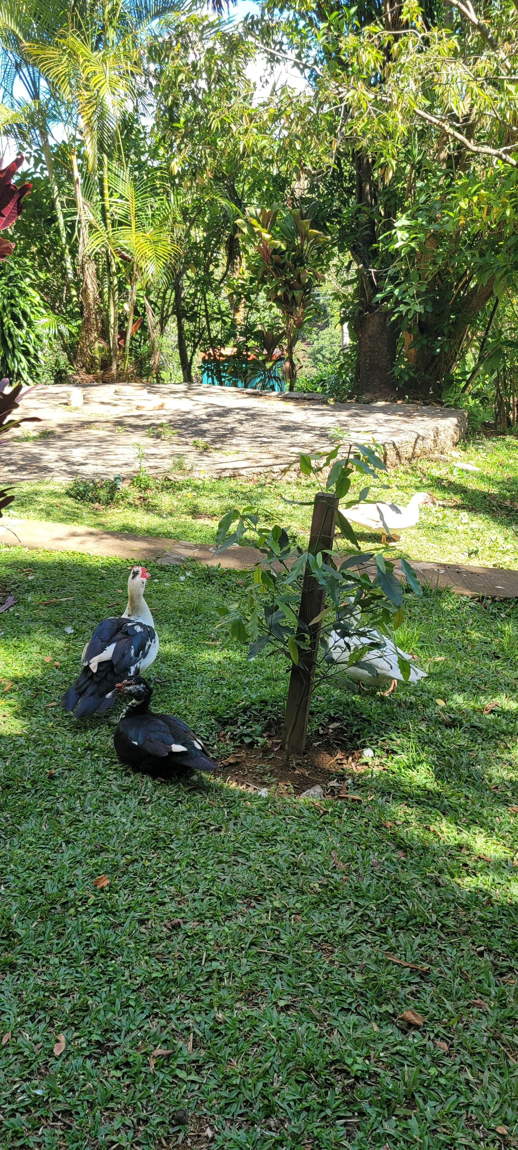 On site farm animals