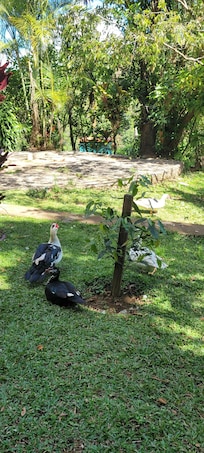 On site farm animals