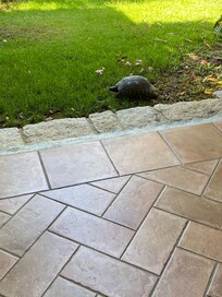 a friendly guest residing on the property!