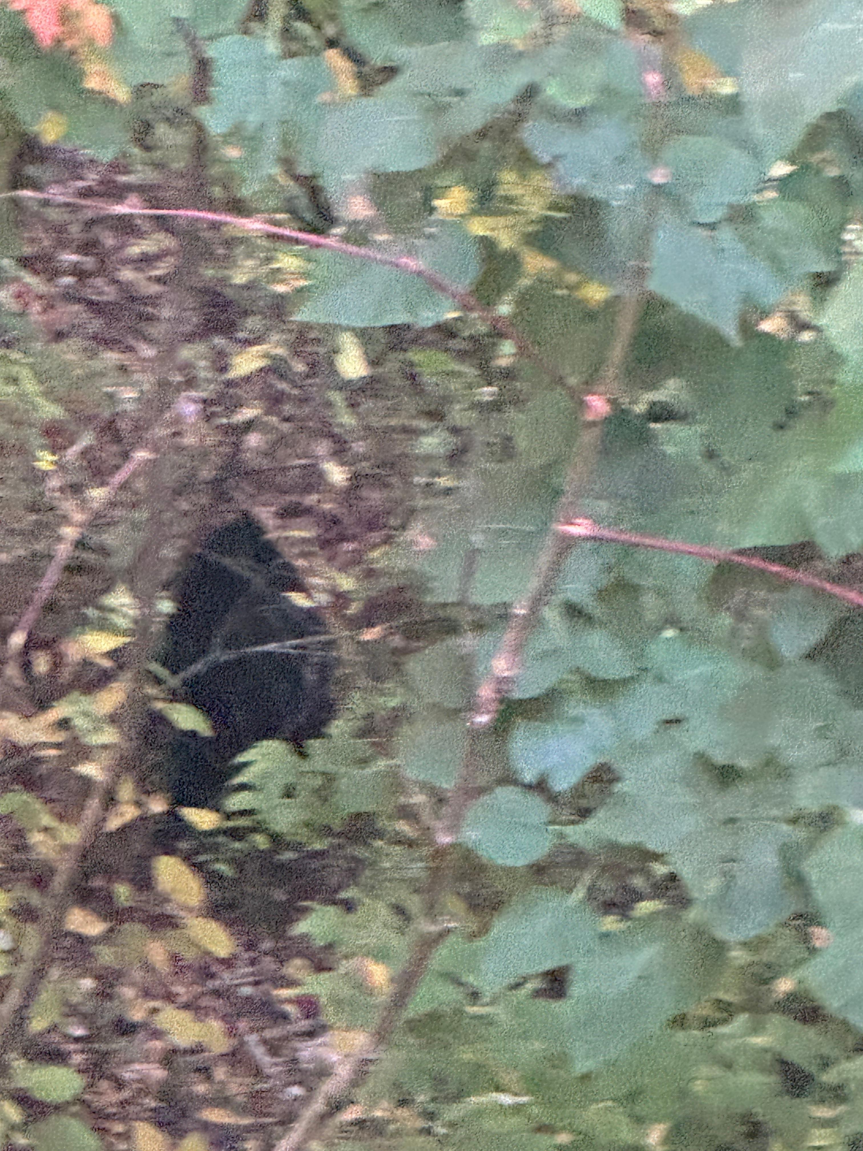 Outside back deck(bear)