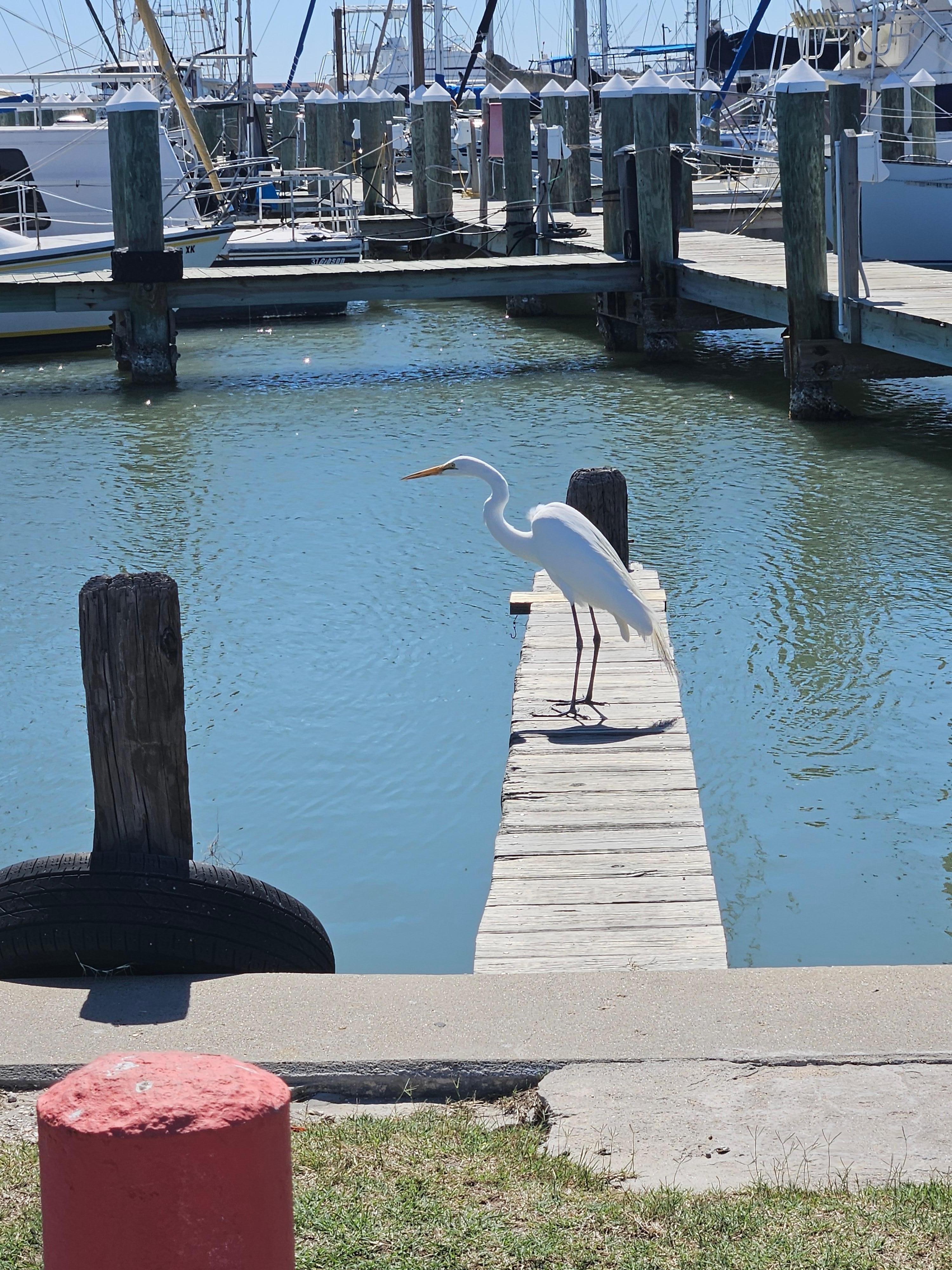 Great Egret at Fulton marina