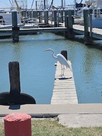 Great Egret at Fulton marina