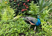 Loved listening to all the island birds.