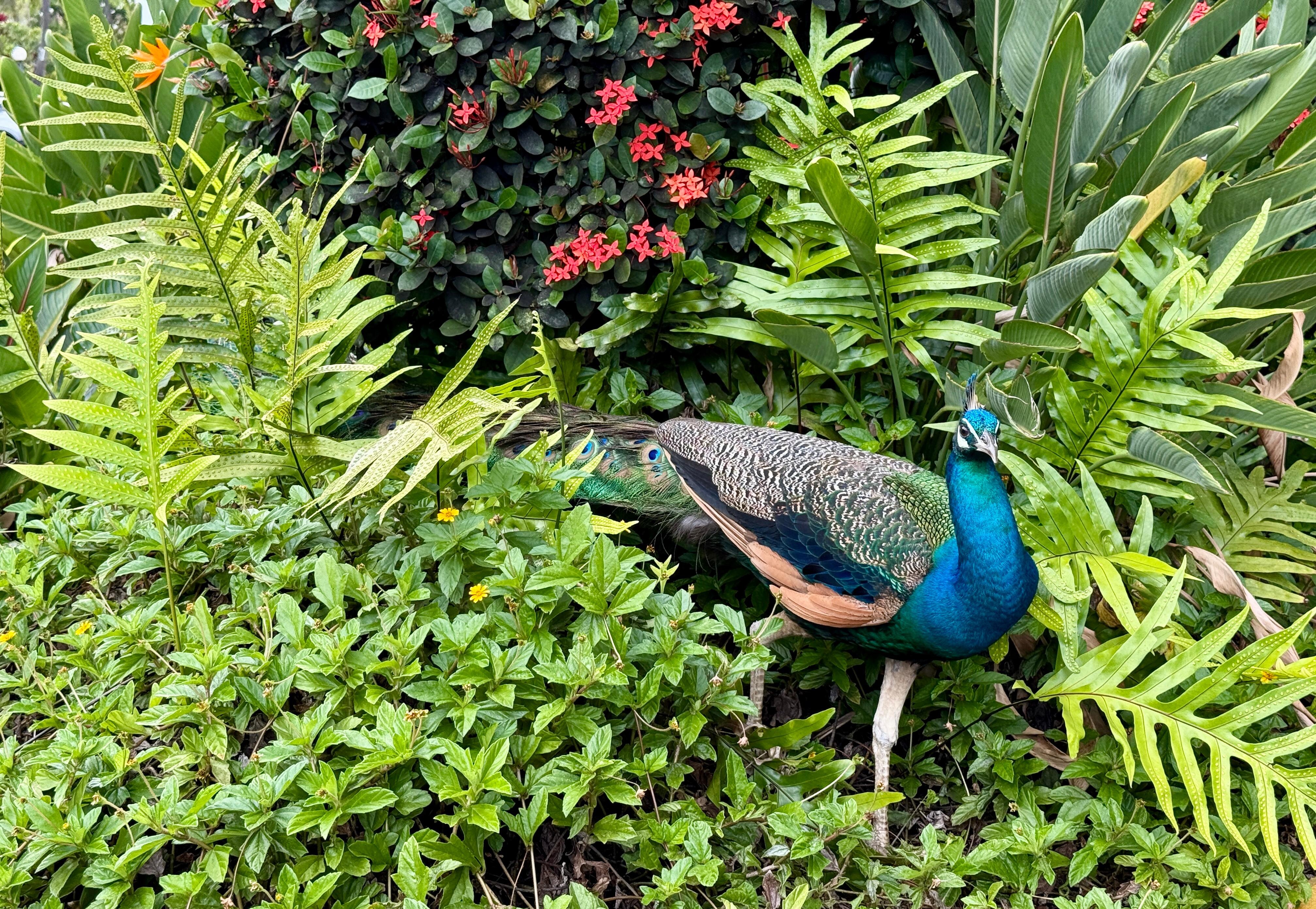 Loved listening to all the island birds.