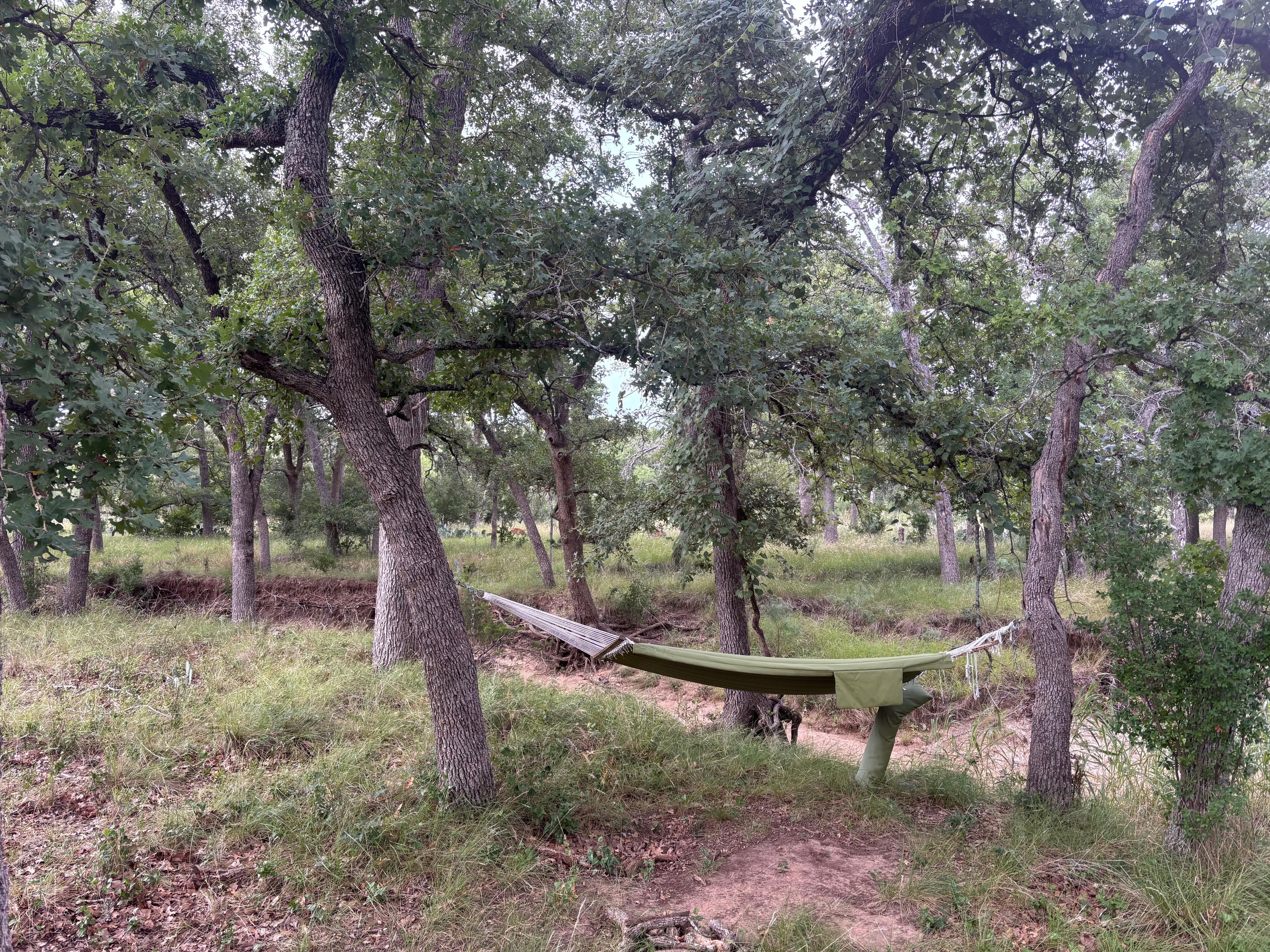 Hammock