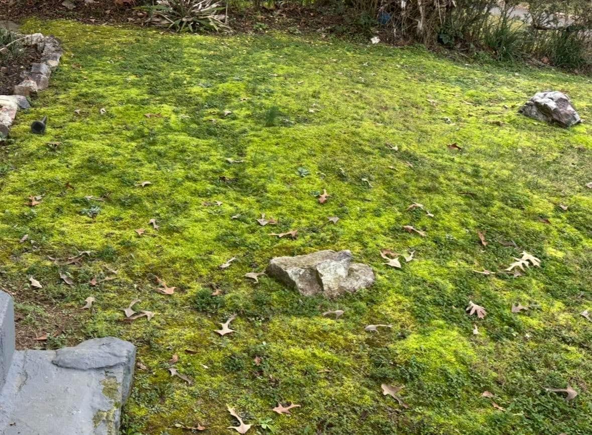 The front “lawn,” thick shaggy moss. 