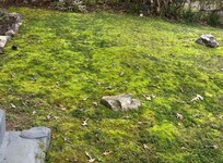 The front “lawn,” thick shaggy moss.