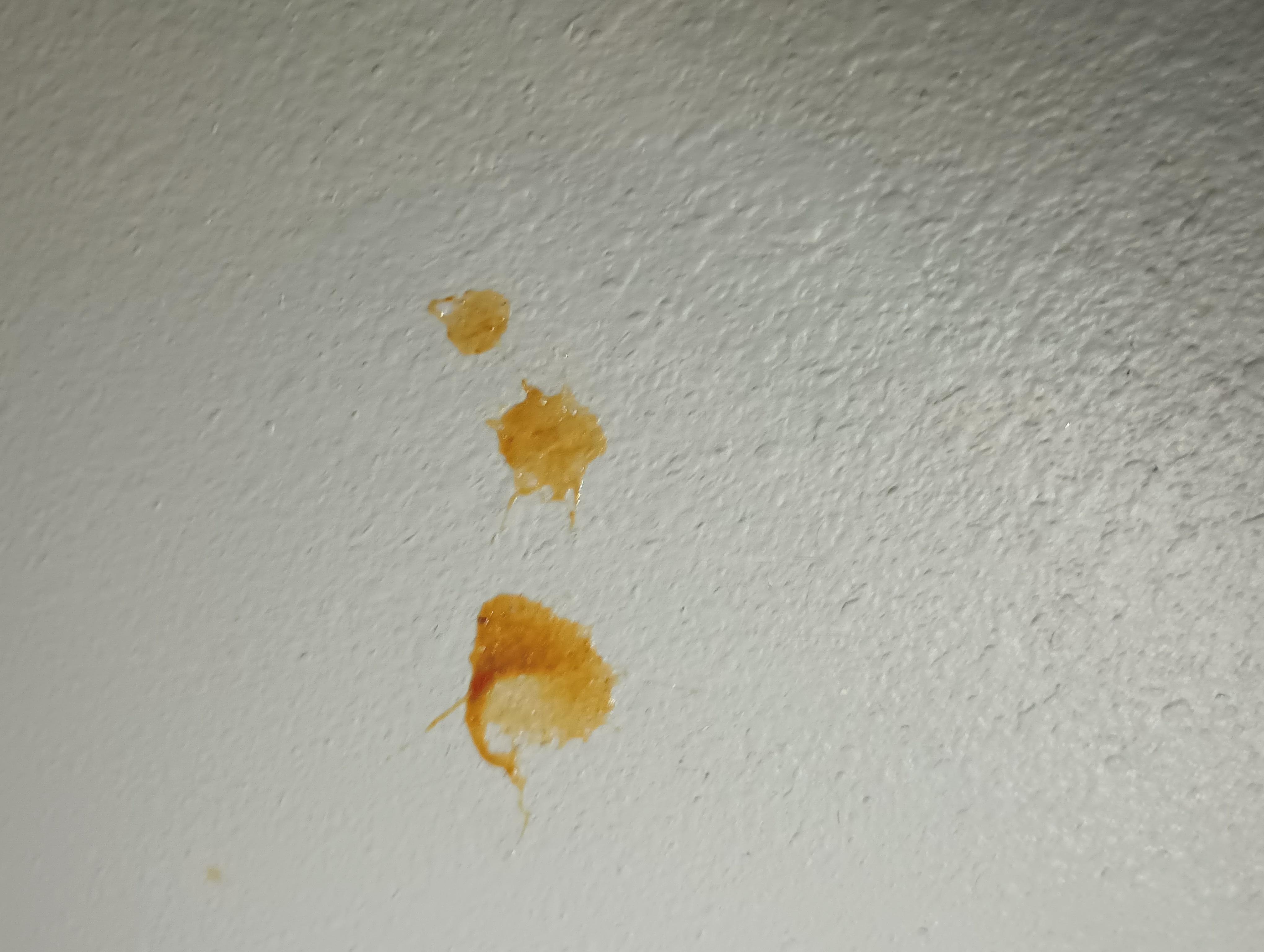 This was under the bathroom counter. I'm not sure what it is but it's disgusting. It was in other places too, near the doorway to the bedroom and on the ceiling in a corner.
